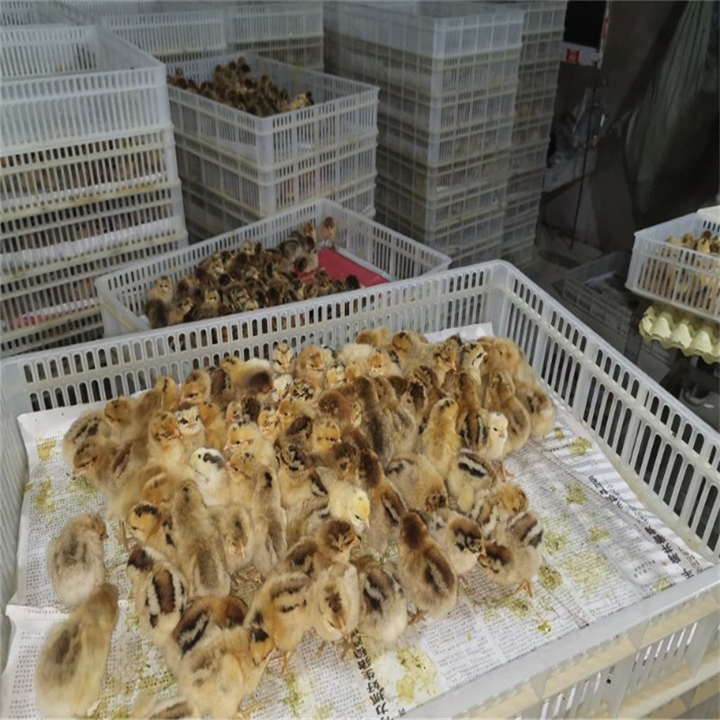 淮南土鸡养殖注意事项
