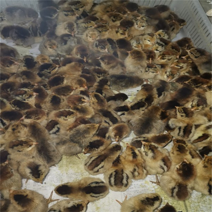 淮南土鸡养殖