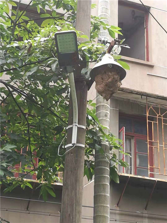 福州白蚁消杀公司，马蜂问题真么解决 