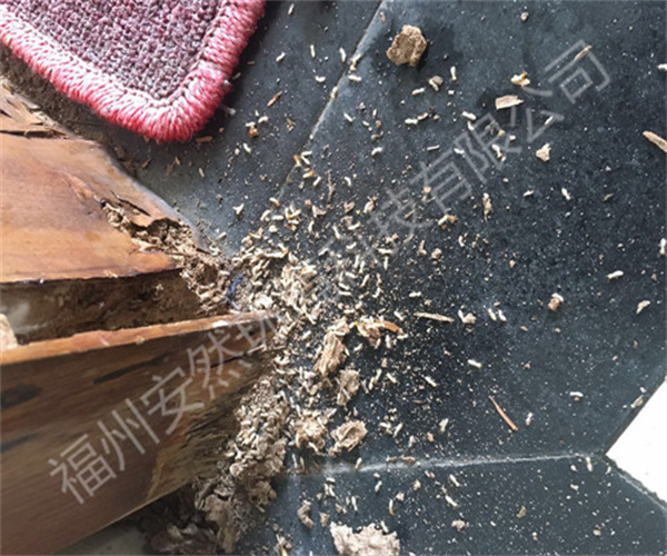 福州专业灭白蚁