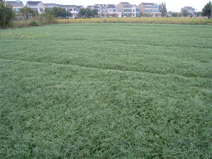 浙江麦冬草 