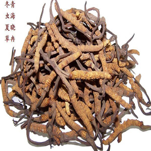 三亚冬虫夏草回收 