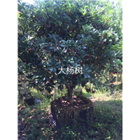 杨梅树 