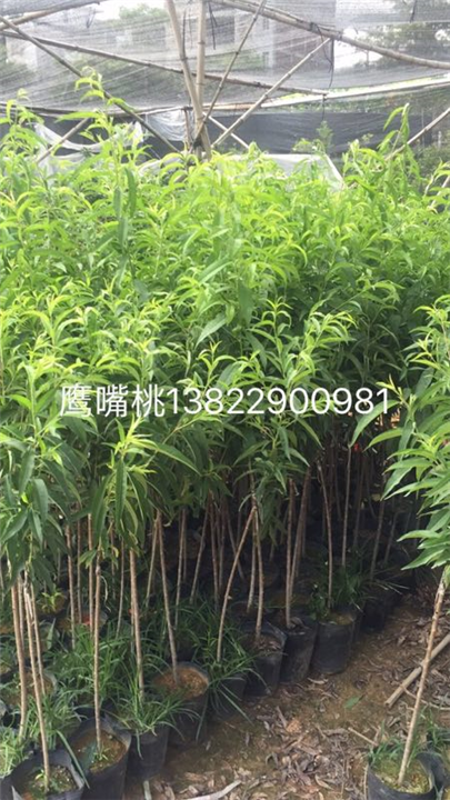 广东鹰嘴桃苗/鹰嘴桃苗批发 