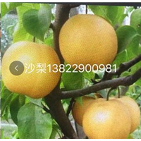 广东沙梨苗/沙梨苗批发 