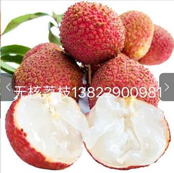 无核荔枝苗/广东无核荔枝苗批发 