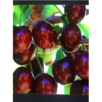 广东樱桃苗/樱桃苗批发 