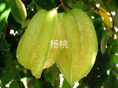 广东杨桃苗/杨桃苗批发 