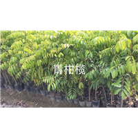 广东青橄榄苗/青橄榄苗批发 