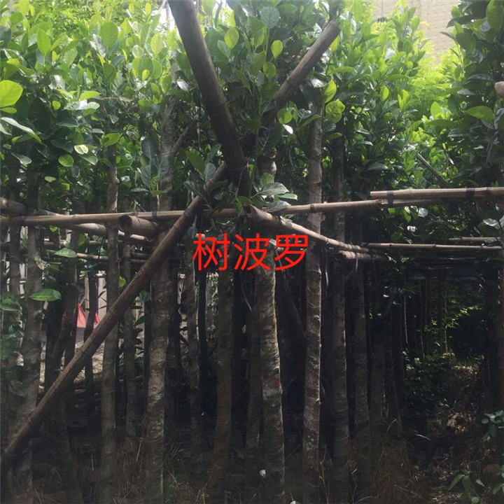 广东树菠萝苗/树菠萝苗批发 