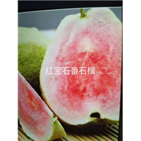 广东红宝石番石榴苗/红宝石番石榴苗批发 