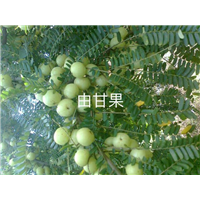 广东油柑苗/油柑苗批发 