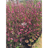 桃花 