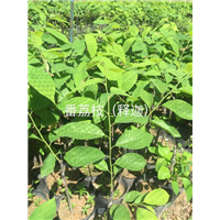 广东番荔枝苗/广东释迦苗 