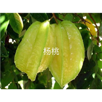 广东杨桃苗/杨桃苗批发 