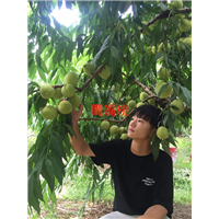 鹰嘴桃苗/广东鹰嘴桃苗