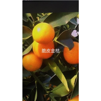 广东脆皮金桔苗/脆皮金桔苗批发 