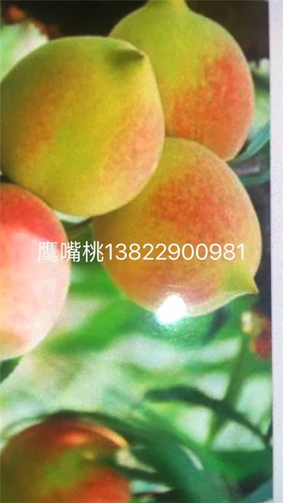 鹰嘴桃 