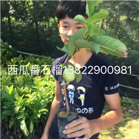 西瓜番石榴苗/广东西瓜番石榴苗批发 
