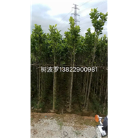广东菠萝蜜苗/菠萝蜜苗批发 