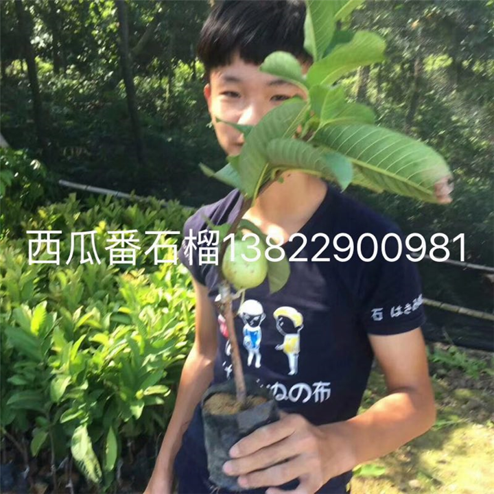 西瓜番石榴苗/广东西瓜番石榴苗批发 