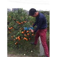 广东潮州柑苗/潮州柑苗批发 