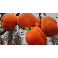 广东柿子苗/柿子苗批发 
