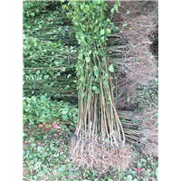 青梅苗批发/青梅苗价格 