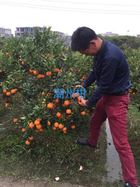 广东潮州柑苗/潮州柑苗批发 