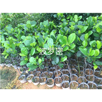 广东菠萝蜜小苗/广东菠萝蜜苗批发 