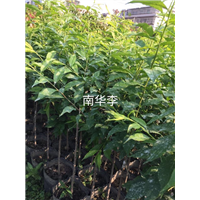 广东南华李苗/南华李苗批发 