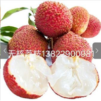 无核荔枝苗/广东无核荔枝苗批发 