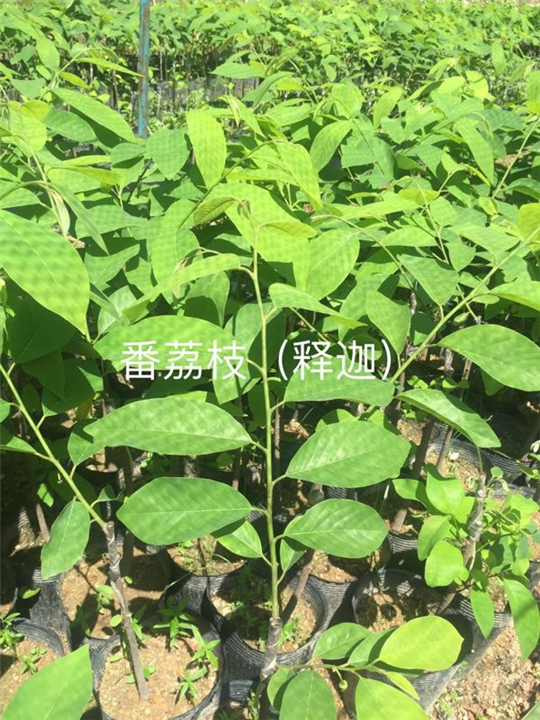 广东番荔枝苗/广东释迦苗 