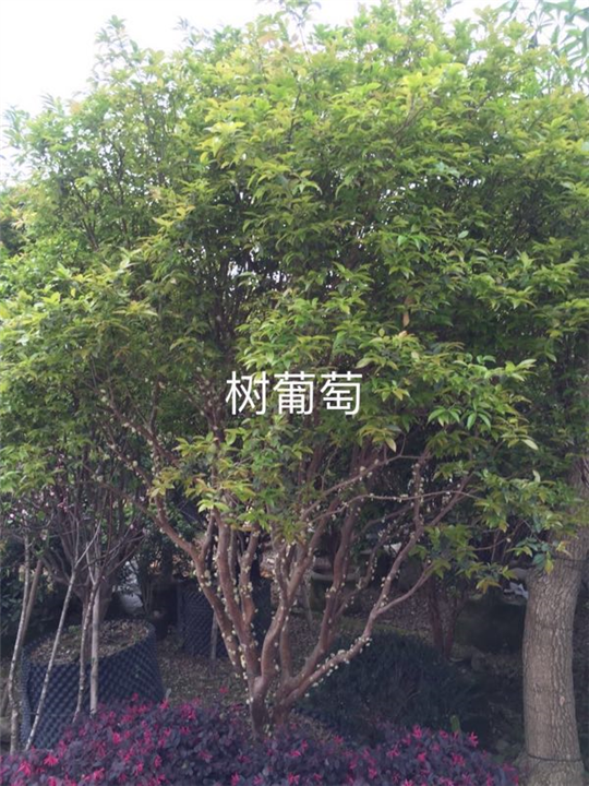树葡萄 