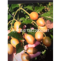 无核黄皮苗/广东无核黄皮苗批发 