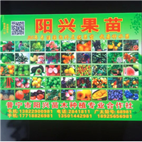 广东果苗/普宁果苗 