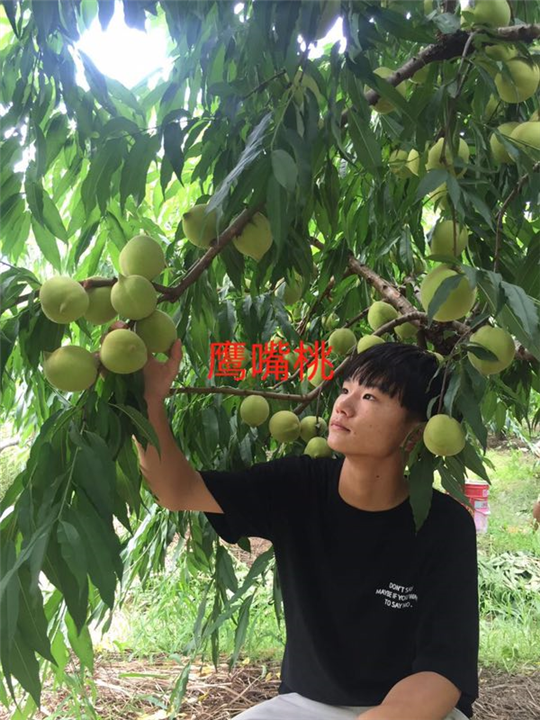 鹰嘴桃苗/广东鹰嘴桃苗 