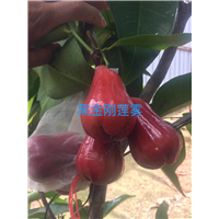广东黑金钢莲雾苗/黑金钢莲雾苗批发 