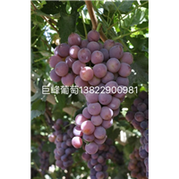 广东巨峰葡萄苗/巨峰葡萄苗批发 