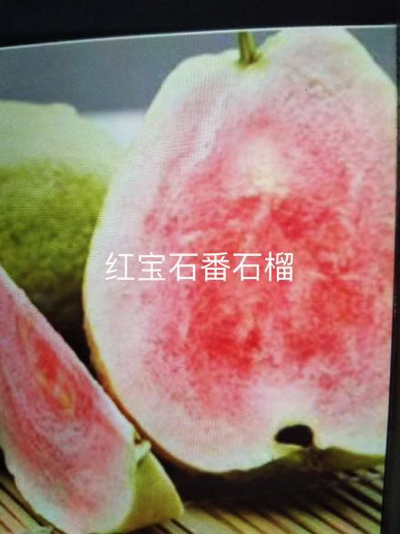 广东红宝石番石榴苗/红宝石番石榴苗批发 