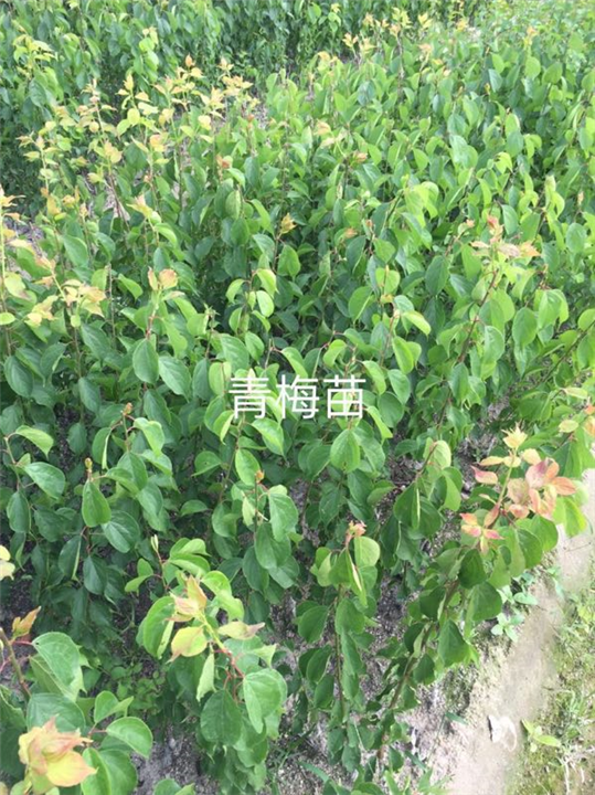 广东青梅苗/青梅苗批发 