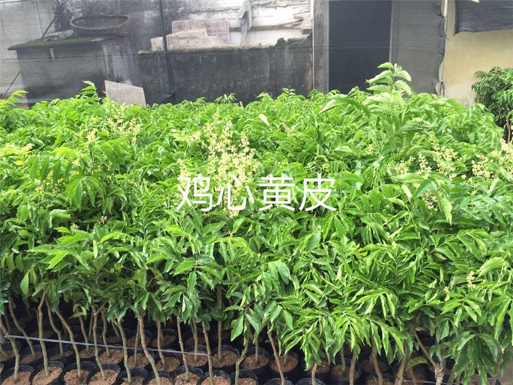 广东鸡心黄皮苗/鸡心黄皮苗批发 