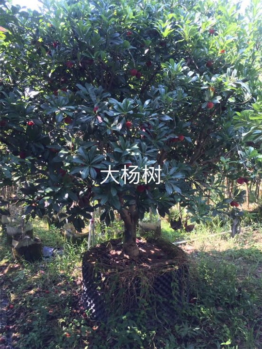 杨梅树 