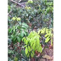 广东桂味荔枝苗/桂味荔枝苗批发 