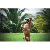 昆明实战犬训练