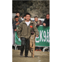 昆明比赛犬专业训练|昆明专业训犬