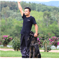 昆明专业训犬|云南训犬