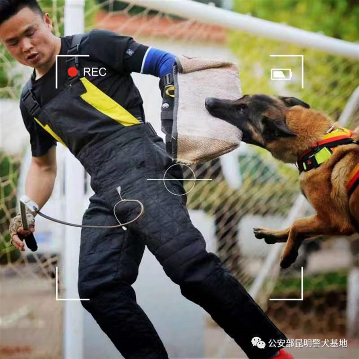 昆明专业训犬