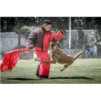 昆明训宠物犬|昆明宠物犬训练