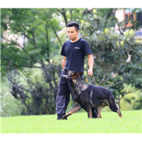 昆明训犬-昆明训狗狗